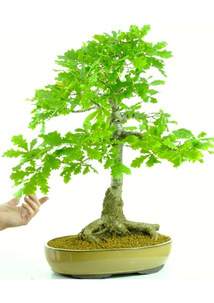 Bodur Meşe Bonsai Ağacı Tohumu 3'lü