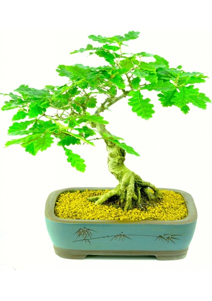 Bodur Meşe Bonsai Ağacı Tohumu 3'lü