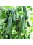 Nadir Erkenci Sırık Salatalık Tohumu Süper Paket 100 Tohum 5