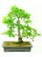 Bodur Meşe Bonsai Ağacı Tohumu 3'lü 1