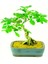 Bodur Meşe Bonsai Ağacı Tohumu 3'lü 3