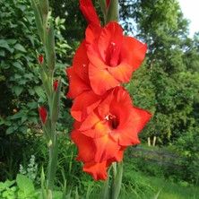 Tacirdepoticaret Red Mascagni Gladiolus Glayör Çiçeği Soğanı (4 Adet)