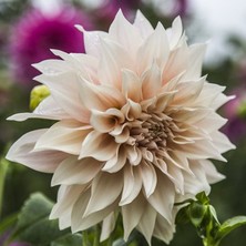 Tohum Bul Özel Çeşit Cafe Au Lait Dahlia Yıldız Çiçeği Yumrusu (1 Adet )