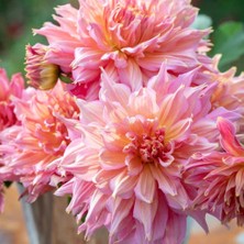 Tohum Bul Özel Çeşit Omega Dahlia Yıldız Çiçeği Yumrusu (1 Adet )