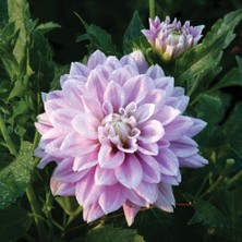 Tohum Bul Özel Renk Lavender Perfection Dahlia Yıldız Çiçeği Yumrusu (1 Adet )