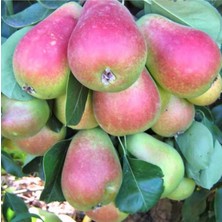 Fidan & Peyzaj - Santa Maria Armut Fidanı (2 Yaş / 150 Cm. Boy / Açık Kök)