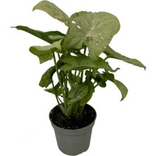 Betonish Syngonium Podophyllum 'Milk Confetti' (Melek Kanadı Çiçeği)