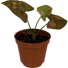 Betonish Syngonium Podophyllum 'Pink Splash' (Melek Kanadı Çiçeği)