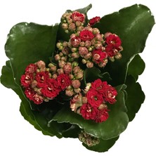 Betonish - Kalanchoe Calandiva 'Red' - Balkon Ve Bahçe Bitkisi - Kalanşo