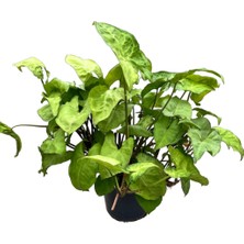 Betonish Syngonium Podophyllum 'pixie'