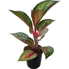 Betonish Aglaonema 'Dark Pink Star' (Çin Herdemyeşili)