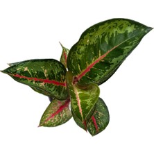 Betonish Aglaonema 'Dark Pink Star' (Çin Herdemyeşili)