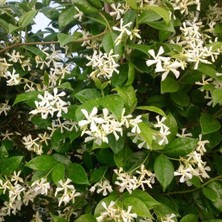 Tacirdepoticaret Sarılıcı Yoğun Kokulu Jasminum Arap Yasemin Fidanı (30-50 Cm)