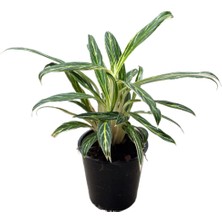 Betonish Aglaonema 'Zebra Feathers' (Çin Herdemyeşili)