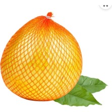 Yalova Tropikal Pomelo