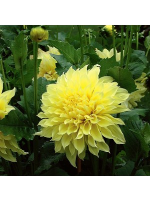 Tohum Bul Sarı Kelvin Floodlight Dahlia Yıldız Çiçeği Yumrusu (1 Adet )