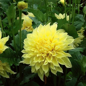 Tohum Bul Sarı Kelvin Floodlight Dahlia Yıldız Çiçeği Yumrusu (1 Adet )