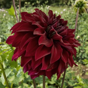 Tacirdepoticaret Koyu Kırmızı Dahlia Spartacus Yıldız Çiçeği Yumrusu (1 Adet)