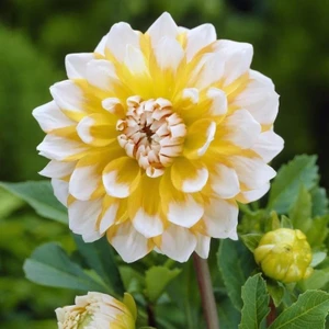 Tacirdepoticaret Sarı Beyaz Dahlia Seattle Yıldız Çiçeği Yumrusu (1 Adet)