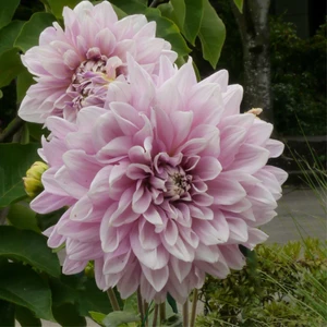 Tacirdepoticaret Özel Renk Dahlia Lavender Perfection Yıldız Çiçeği Yumrusu (1 Adet)