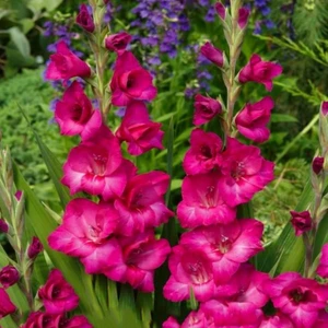 Tacirdepoticaret Pink Fidelio Gladiolus Glayör Çiçeği Soğanı (4 Adet)