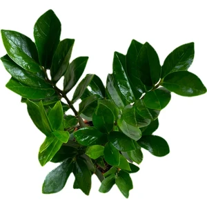 Bitki Fidanım Zamia Bitkisi Zamioculcas Zümrüt Palmiyesi 25-30 cm