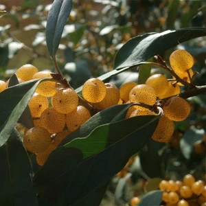 Tohum Bul Tüplü Sarı Elaeagnus Umbellata Fortunella Şifalı Güz Zeytini Fidanı