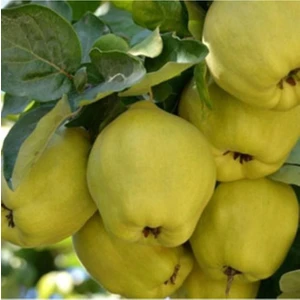 Fidan & Peyzaj - 3 Adet Ayva Fidanı (Farklı Çeşitlerden /2 Yaş / Açık Kök)