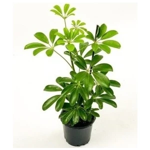 Şeflera-Schefflera Bitkisi 50-70 cm
