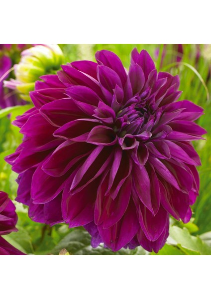 Tacirdepoticaret Mor Dahlia Thomas A.edison Yıldız Çiçeği Yumrusu (1 Adet)