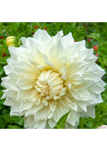 Tacirdepoticaret Beyaz Dahlia Fleurel Yıldız Çiçeği Yumrusu (1 Adet)