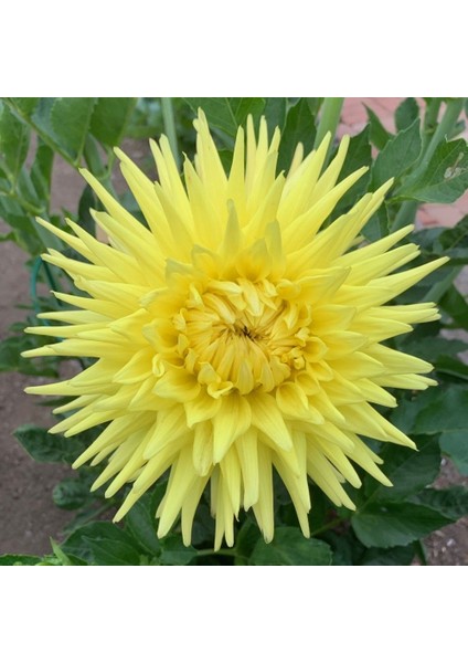 Tacirdepoticaret Sarı Dahlia Trooper Dan Yıldız Çiçeği Yumrusu (1 Adet)