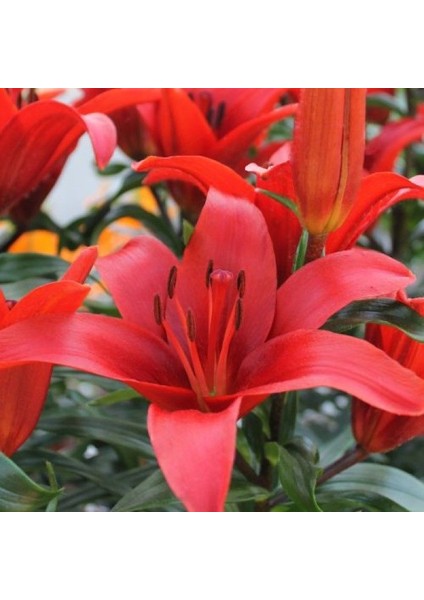 Tacirdepoticaret Kokulu Kırmızı Blushing Joy Lilium Zambak Soğanı (1 Adet)