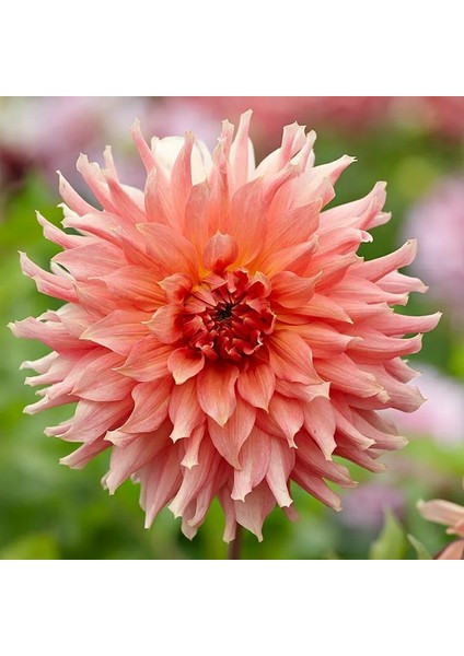 Tacirdepoticaret Özel Renk Dahlia Fairway Spur Yıldız Çiçeği Yumrusu (1 Adet)