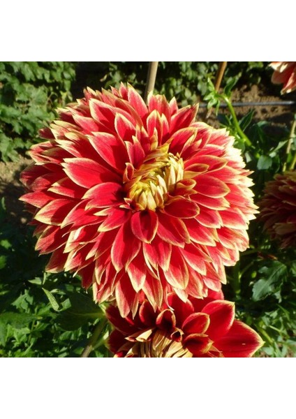 Tacirdepoticaret Özel Renk Dahlia Dutch Carnaval Yıldız Çiçeği Yumrusu (1 Adet)