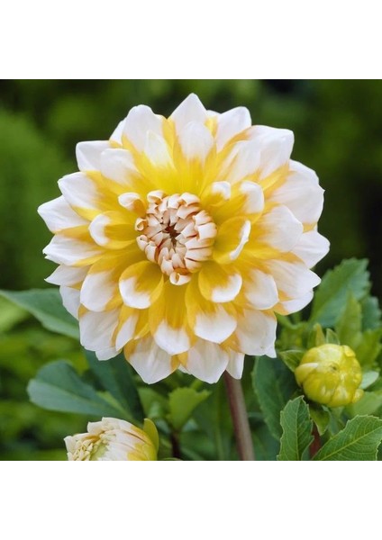 Tacirdepoticaret Sarı Beyaz Dahlia Seattle Yıldız Çiçeği Yumrusu (1 Adet)