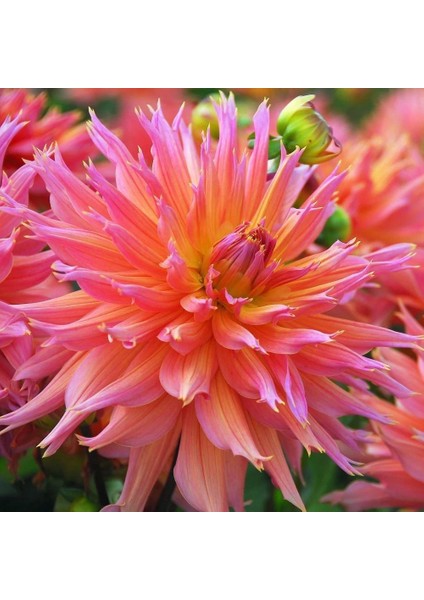 Tacirdepoticaret Özel Renk Dahlia Omega Yıldız Çiçeği Yumrusu (1 Adet)