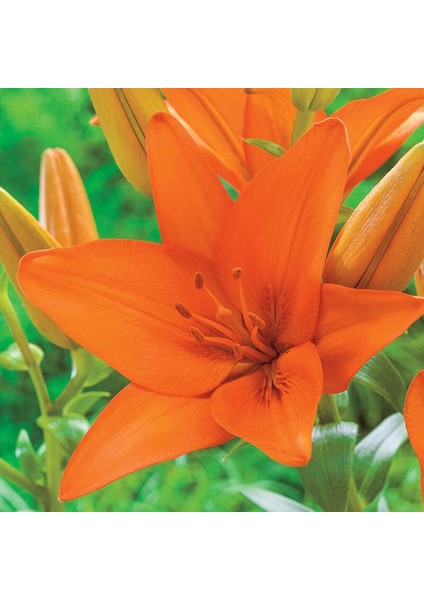 Tacirdepoticaret Kokulu Turuncu Jumping Joy Lilium Zambak Soğanı (1 Adet)