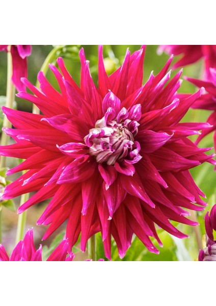 Tacirdepoticaret Hoş Kokulu Dahlia Ac Darc Horse Yıldız Çiçeği Yumrusu (1 Adet)