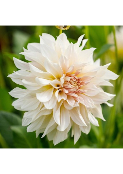 Tacirdepoticaret Büyük Çiçekli Dahlia Cafe Au Lait Yıldız Çiçeği Yumrusu (1 Adet)