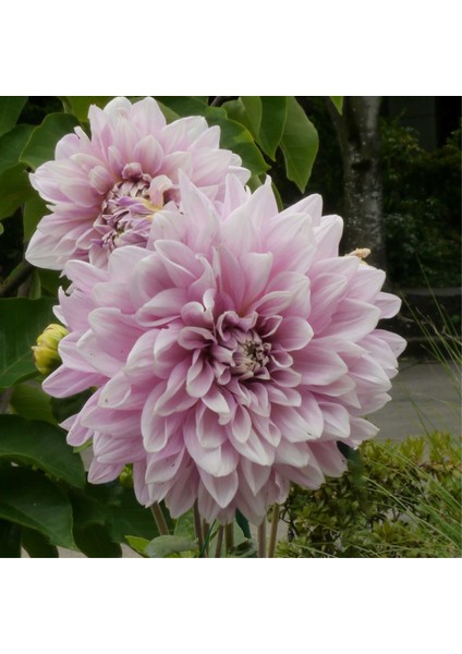 Tacirdepoticaret Özel Renk Dahlia Lavender Perfection Yıldız Çiçeği Yumrusu (1 Adet)
