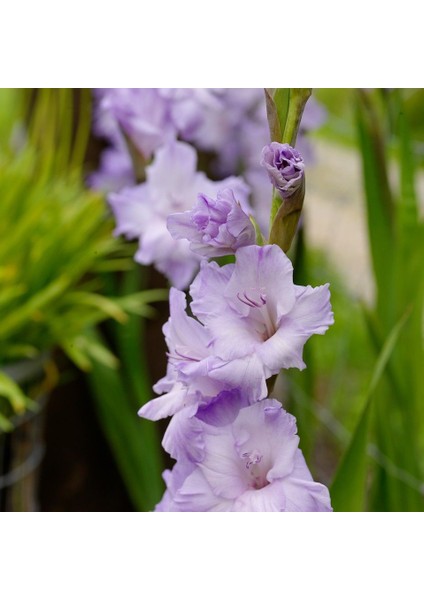 Tacirdepoticaret Purple Milka Gladiolus Glayör Çiçeği Soğanı (4 Adet)