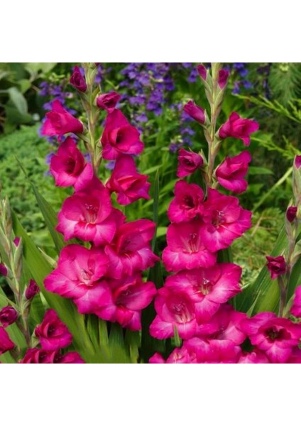 Tacirdepoticaret Pink Fidelio Gladiolus Glayör Çiçeği Soğanı (4 Adet)