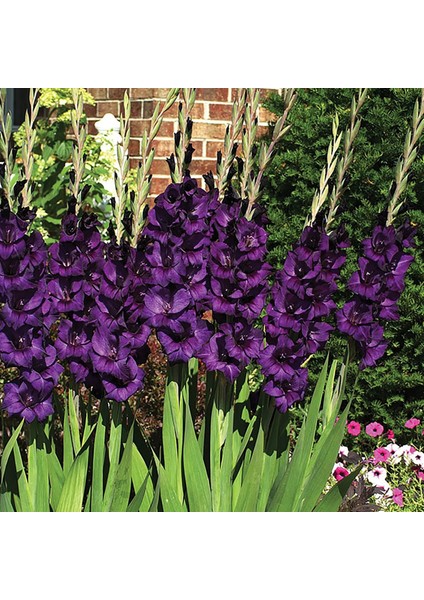Tacirdepoticaret Purple Flora Gladiolus Glayör Çiçeği Soğanı (4 Adet)