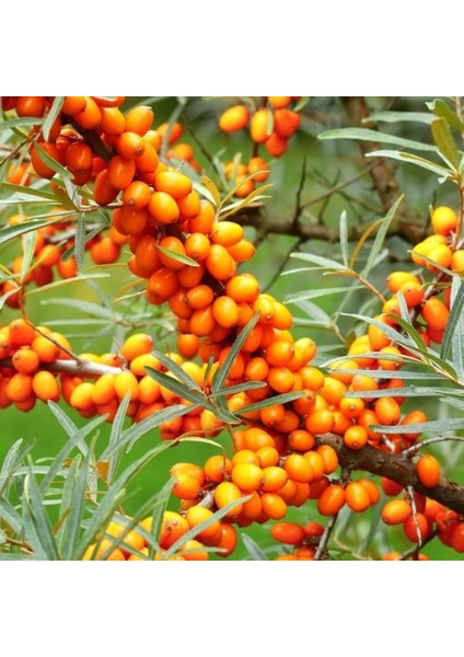 Tüplü Hippophae Rhamnoides Şifalı Yabani Yalancı Iğde Fidanı