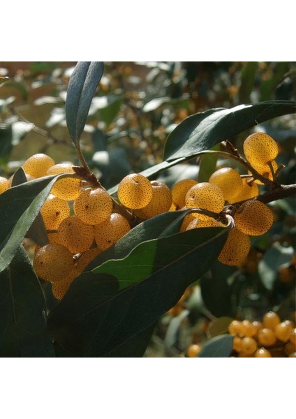 Tüplü Sarı Elaeagnus Umbellata Fortunella Şifalı Güz Zeytini Fidanı