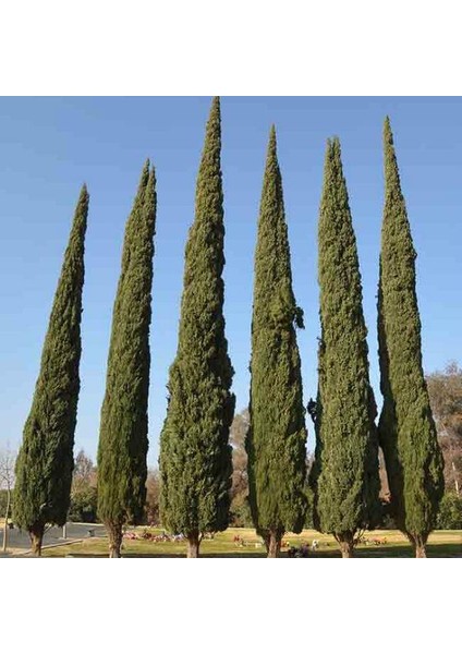 Tüplü Kara Servi Fidanı (20-40CM)