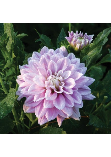 Tohum Bul Özel Renk Lavender Perfection Dahlia Yıldız Çiçeği Yumrusu (1 Adet )