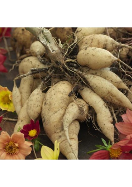 Tohum Bul Özel Renk Lavender Perfection Dahlia Yıldız Çiçeği Yumrusu (1 Adet )