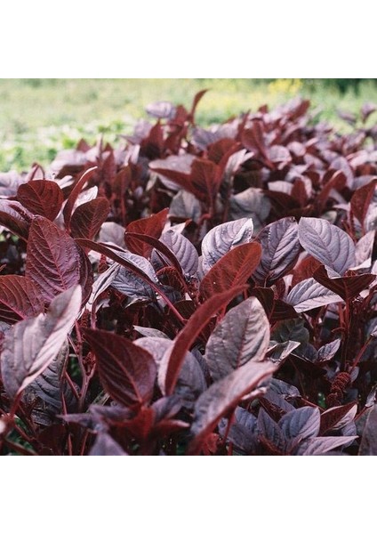 Bordo Yapraklı Amaranth Tohumu